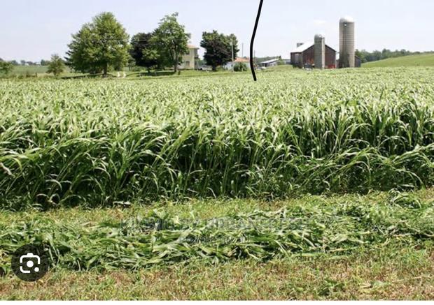 Sudan Grass Fodder Seed 1 Kg - thumbnail 2