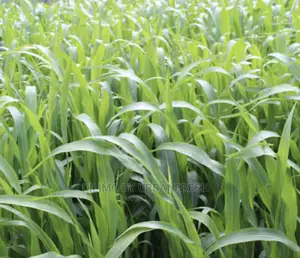 Sudan Grass Fodder Seed 1 Kg