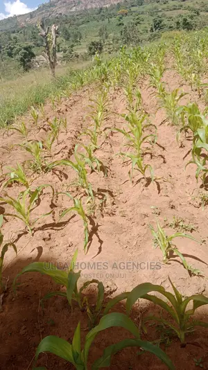 A Quater Acre at Machakos