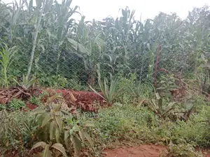 50 by 100 Plot at Mumbuni,Kwa Musyoka, Machakos Town