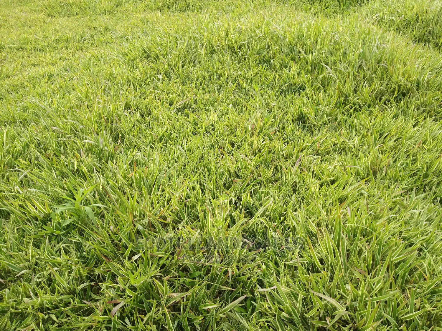 Pemba Grass, Arabic and Zimbabwe Grass in Thome Landscaping