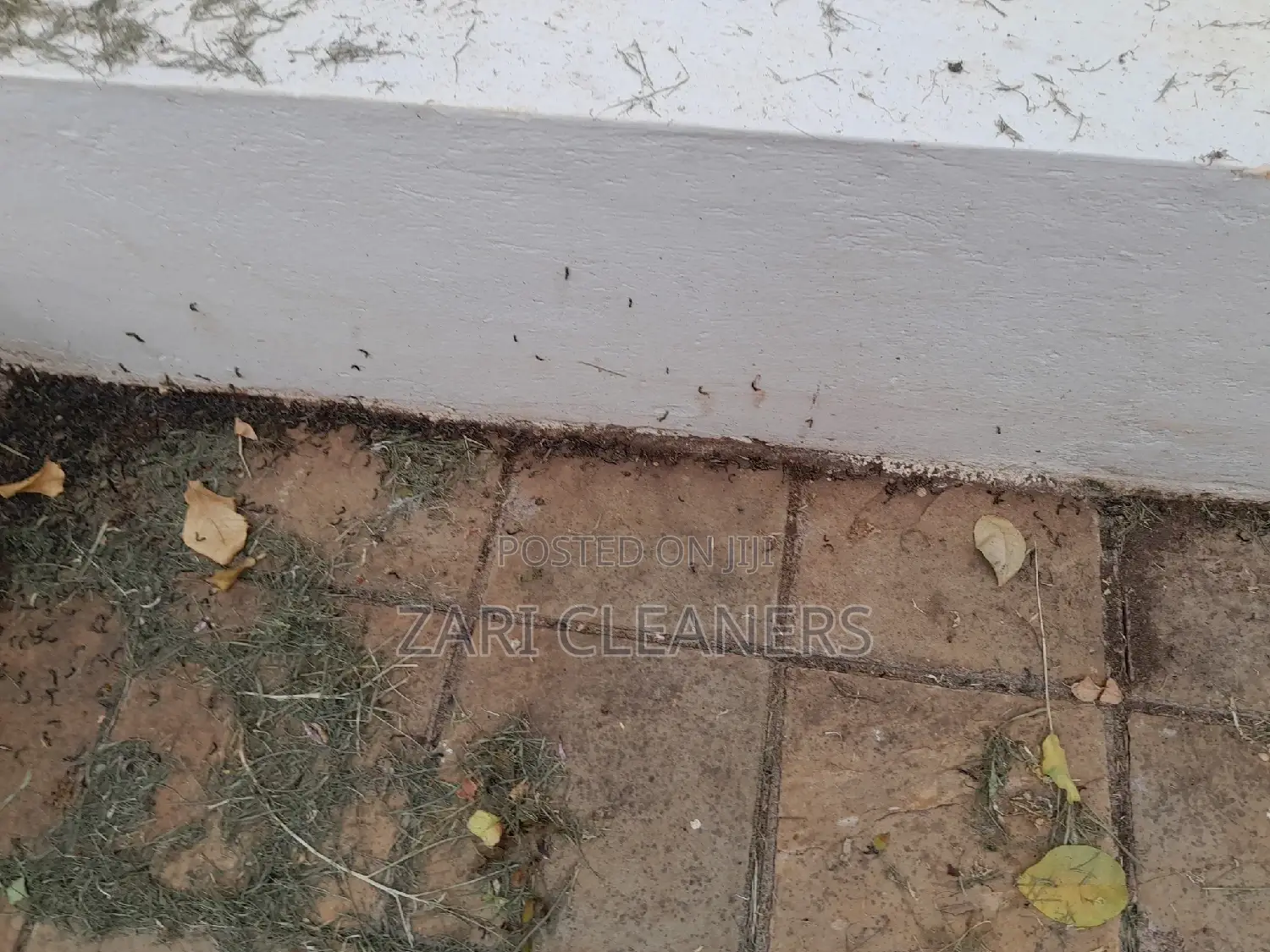 Caterpillar Worms Fumigation Services