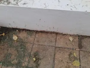 Caterpillar Worms Fumigation Services