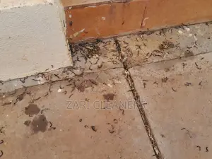 Caterpillar Worms Fumigation Services