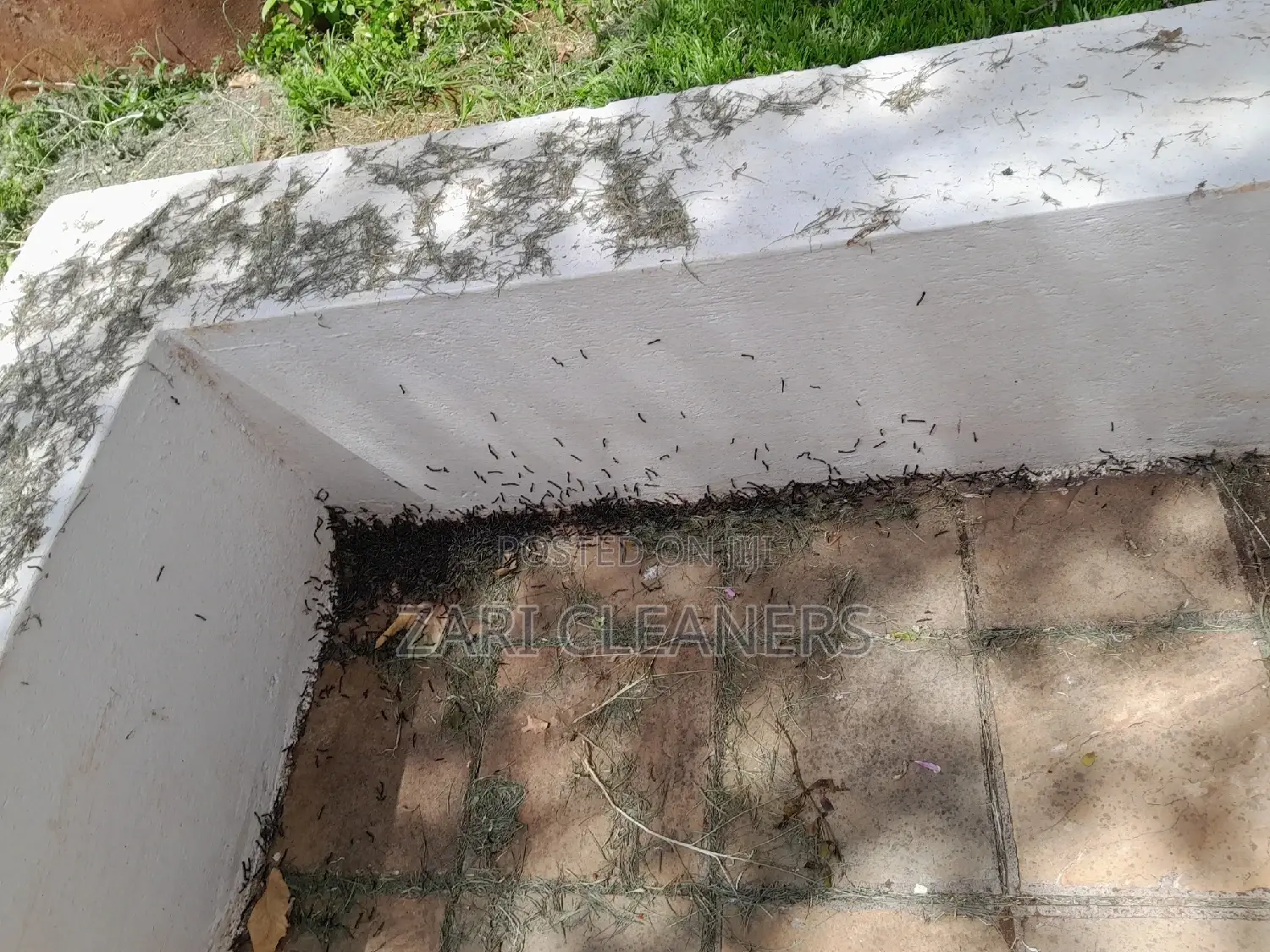 Caterpillar Worms Fumigation Services
