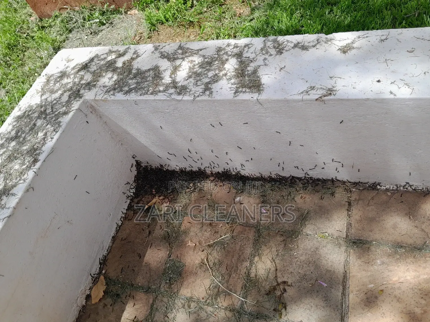 Caterpillar Worms Fumigation Services