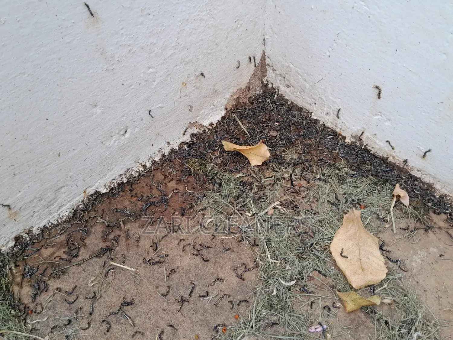 Caterpillar Worms Fumigation Services
