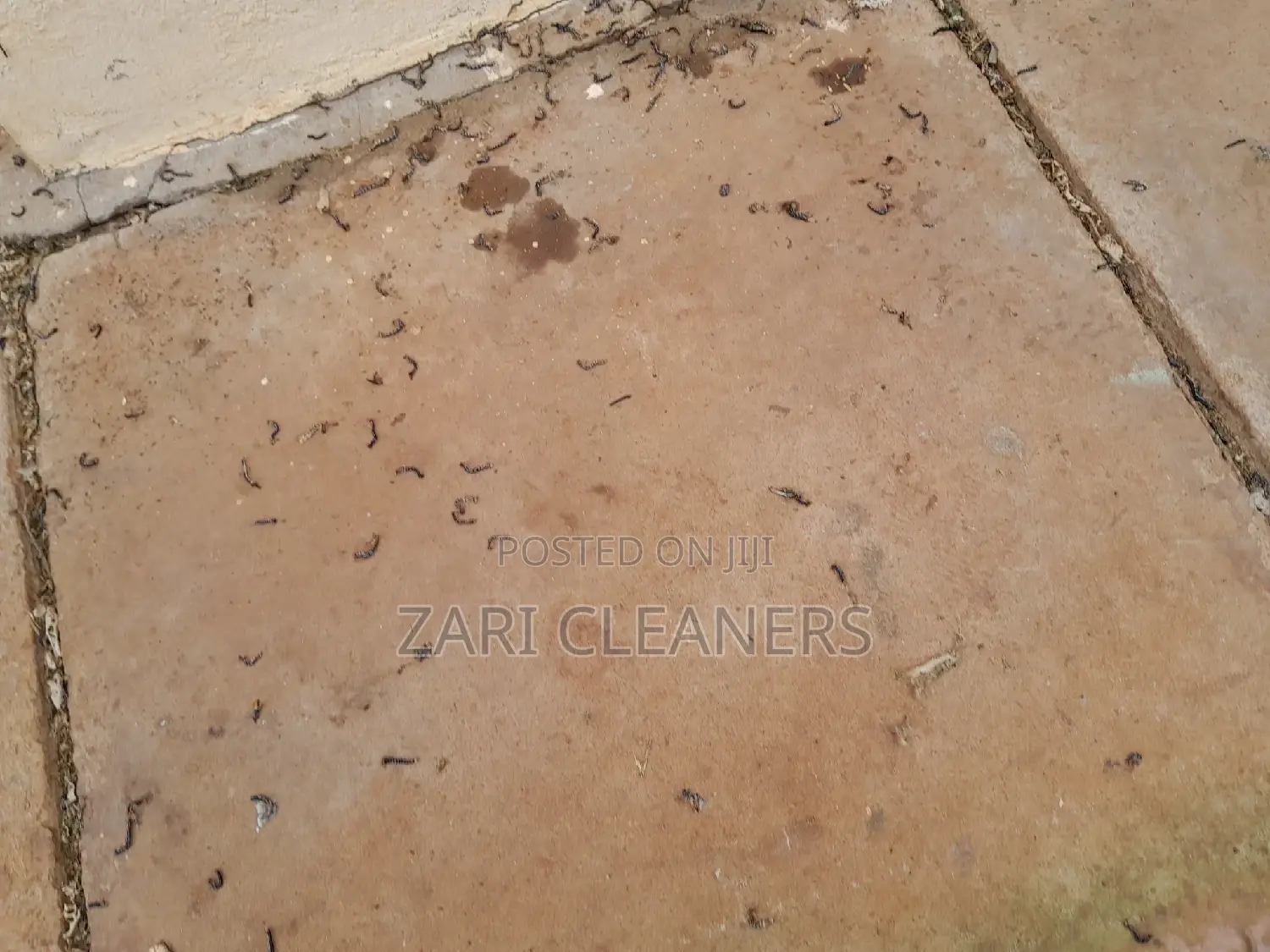 Caterpillar Worms Fumigation Services