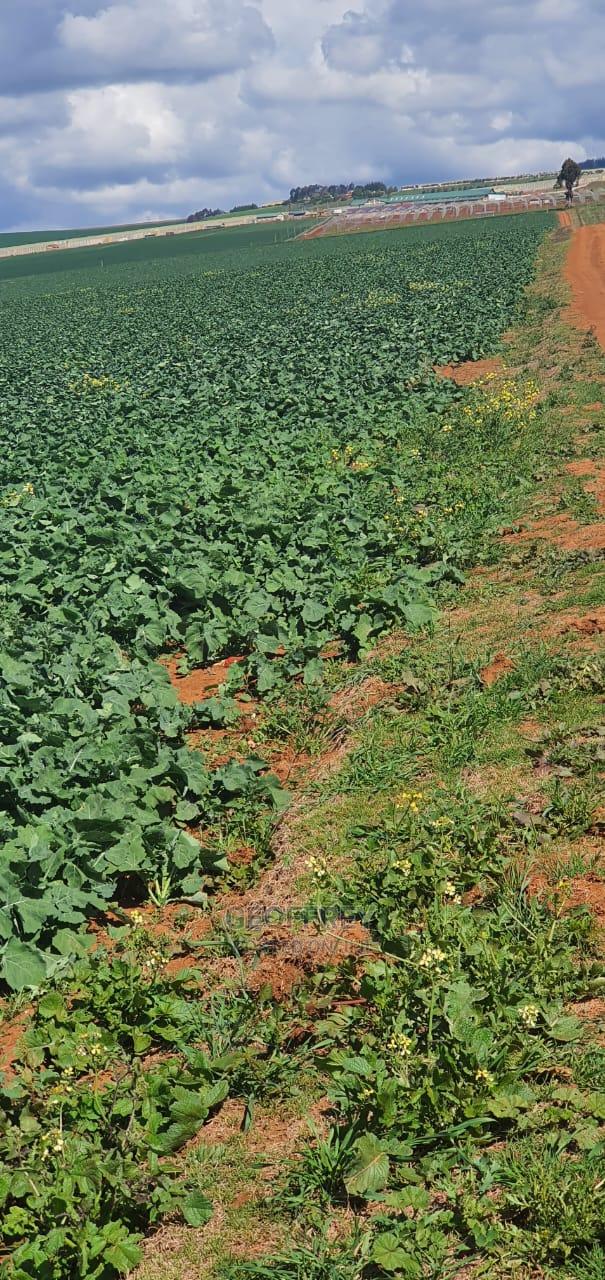 Selling 50 Acres in Timau - thumbnail 3