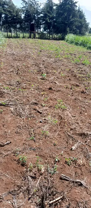 Plot for Sale 50/100