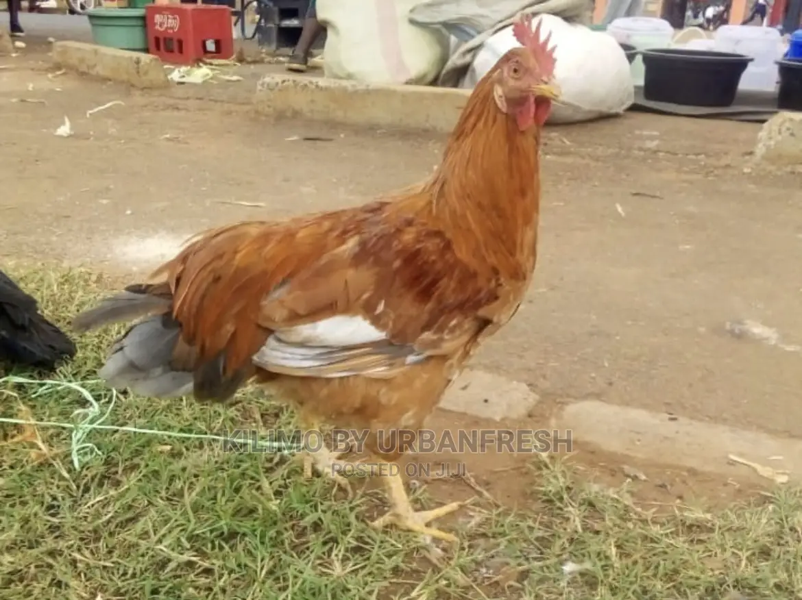 Pure Kienyeji Chicken Hens and Jogoos