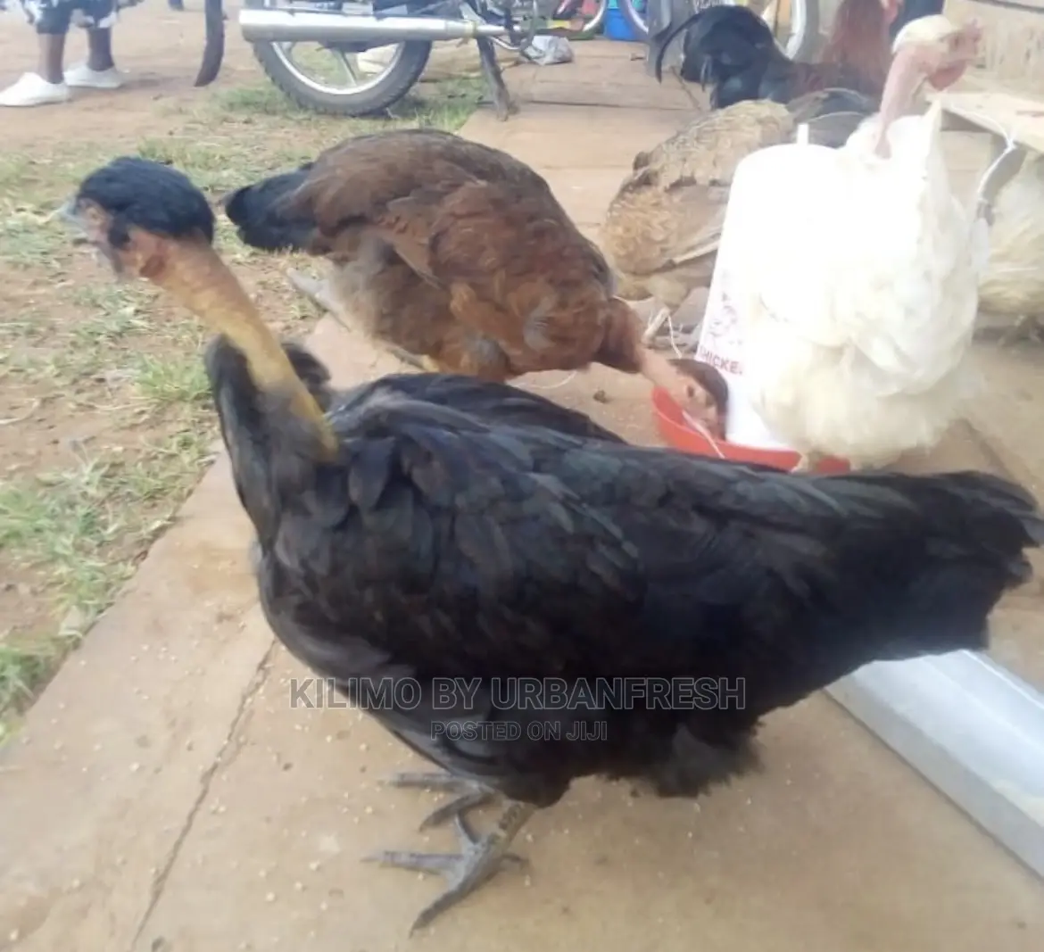 Pure Kienyeji Chicken Hens and Jogoos