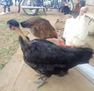 Pure Kienyeji Chicken Hens and Jogoos
