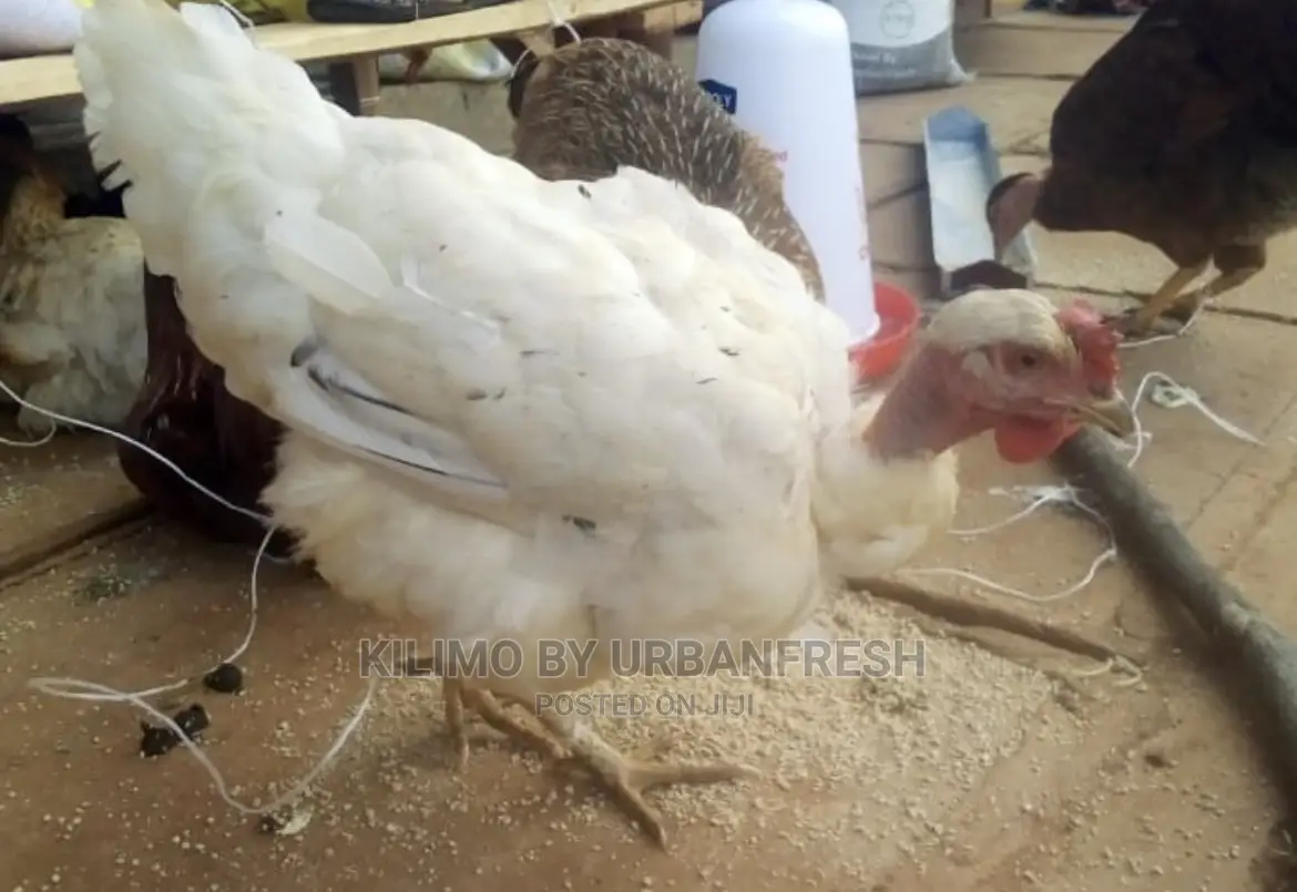 Pure Kienyeji Chicken Hens and Jogoos