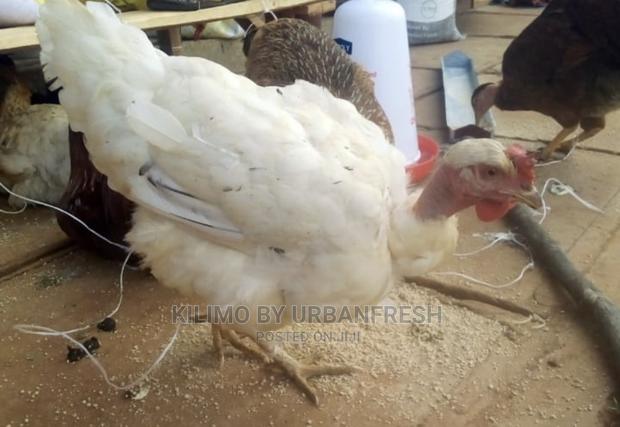 Pure Kienyeji Chicken Hens and Jogoos - thumbnail 11