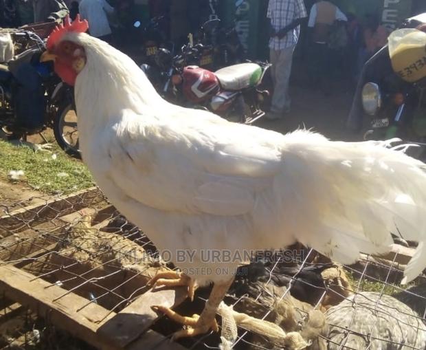 Pure Kienyeji Chicken Hens and Jogoos - thumbnail 6