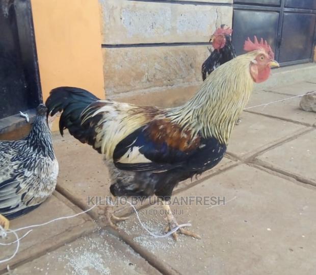 Pure Kienyeji Chicken Hens and Jogoos - thumbnail 5