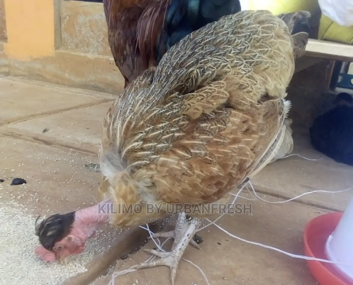 Pure Kienyeji Chicken Hens and Jogoos