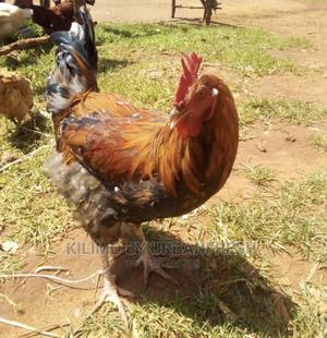 Pure Kienyeji Chicken Hens and Jogoos - thumbnail 2