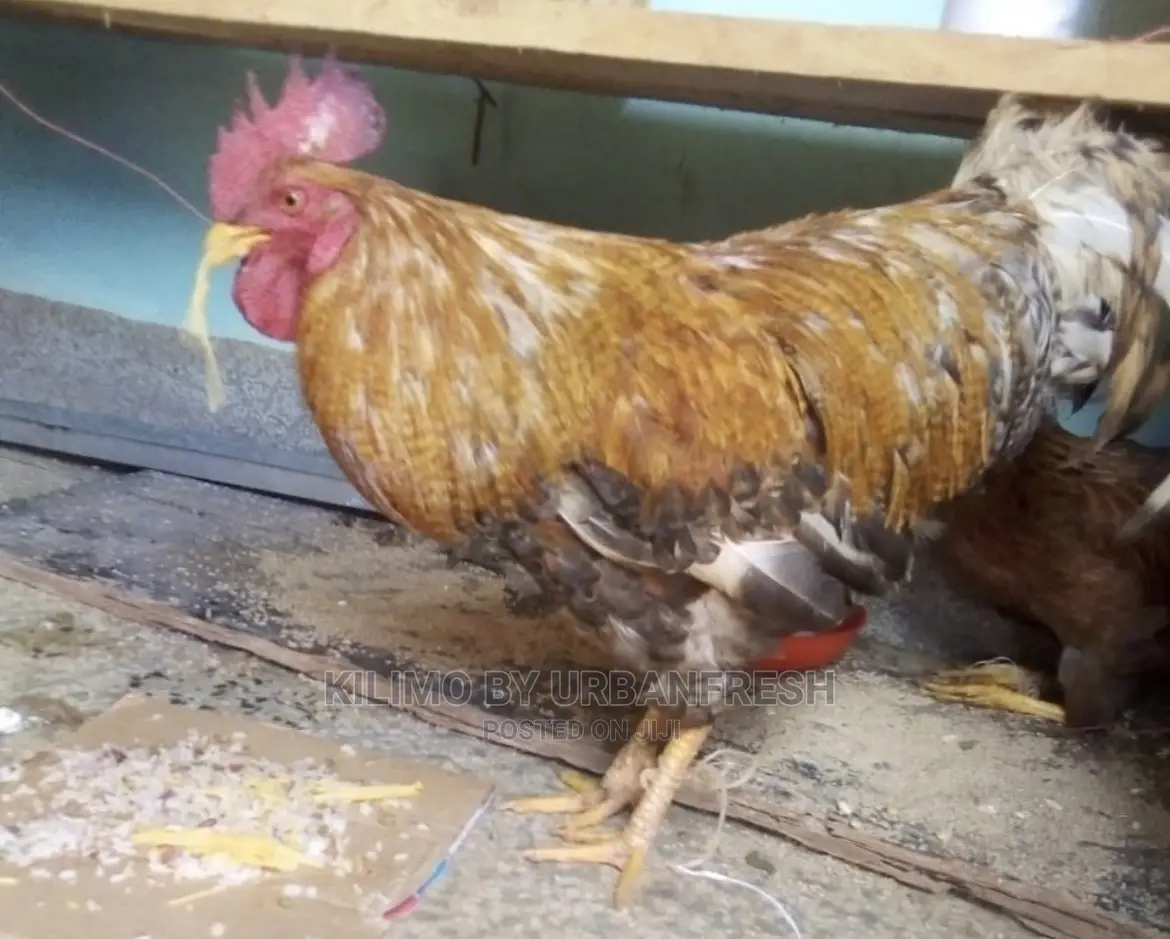 Pure Kienyeji Chicken Hens and Jogoos