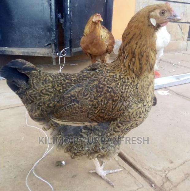 Pure Kienyeji Chicken Hens and Jogoos - thumbnail 7