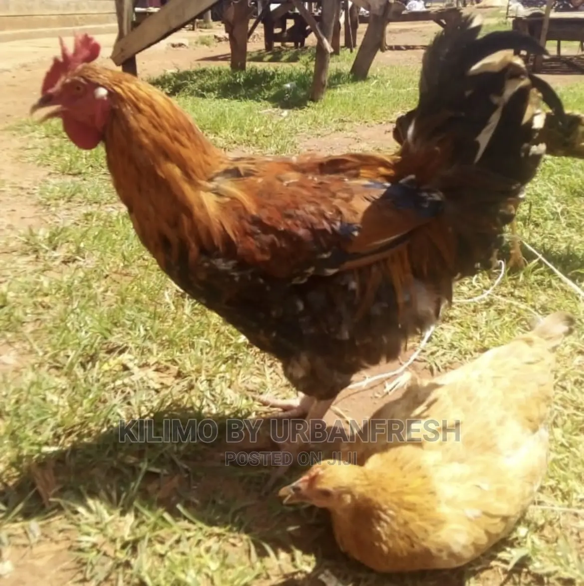 Pure Kienyeji Chicken Hens and Jogoos