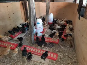 Chick Feeding Troughs