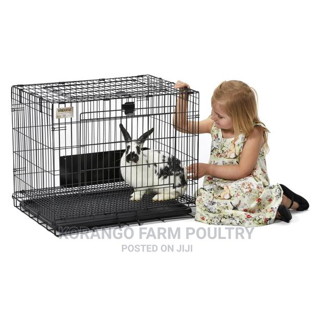 Rabbit Puppies Crates