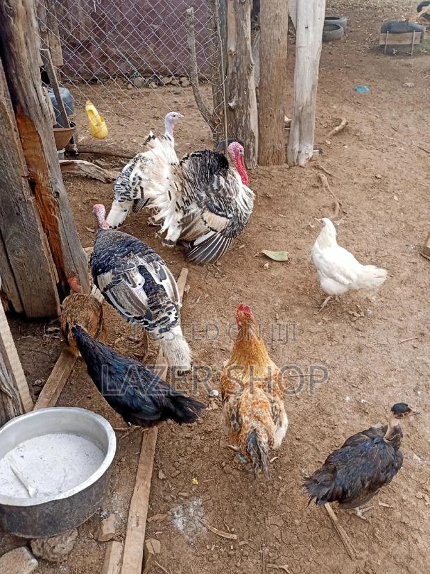 Male Turkey - main view