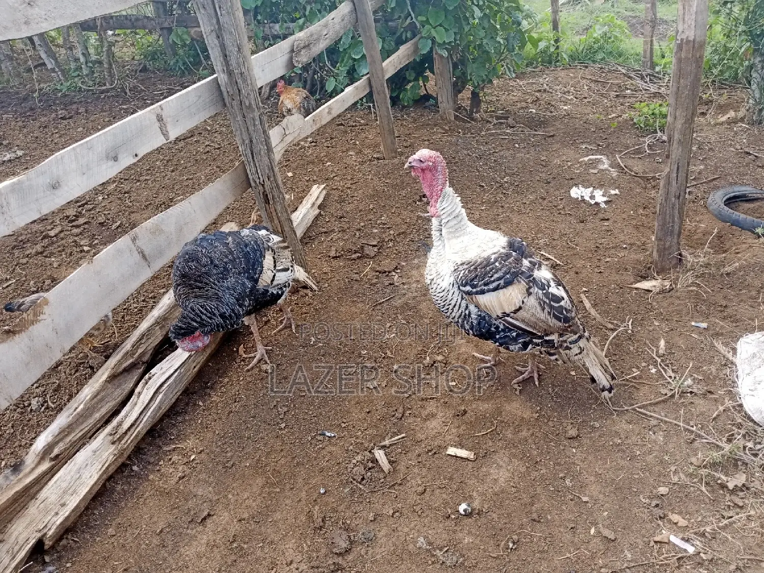 Male Turkey