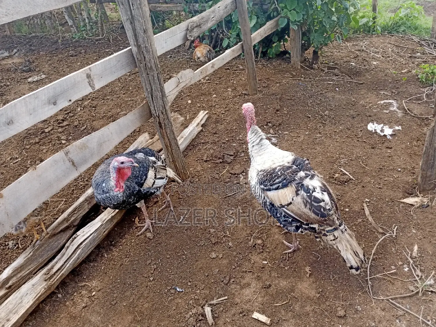 Male Turkey