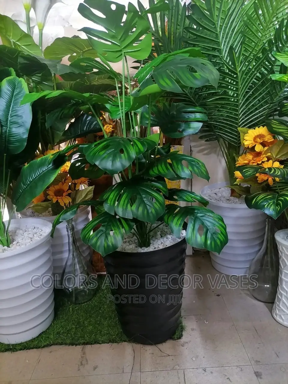 Monstera 24leaves 1m Plant