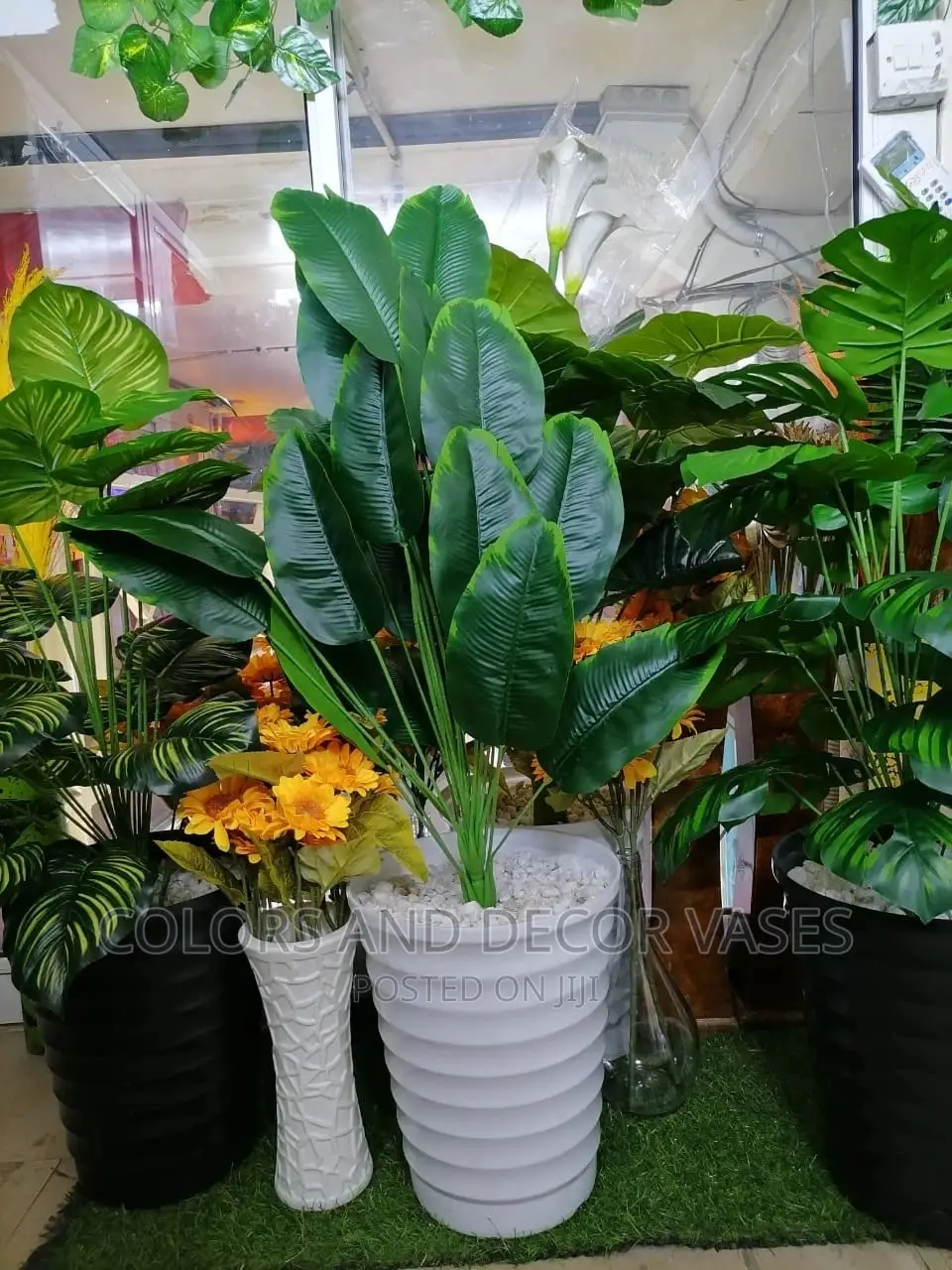 Banana 1m Plant Alone