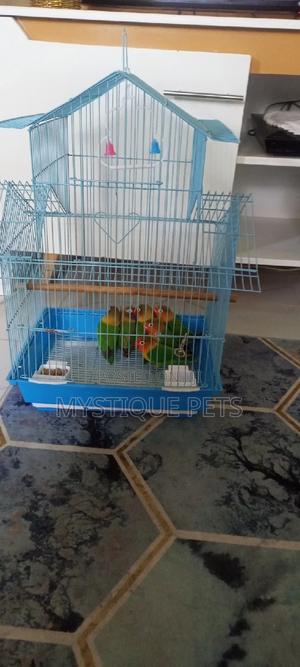 Loving Birds - thumbnail 2