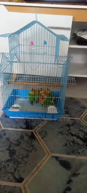 Loving Birds