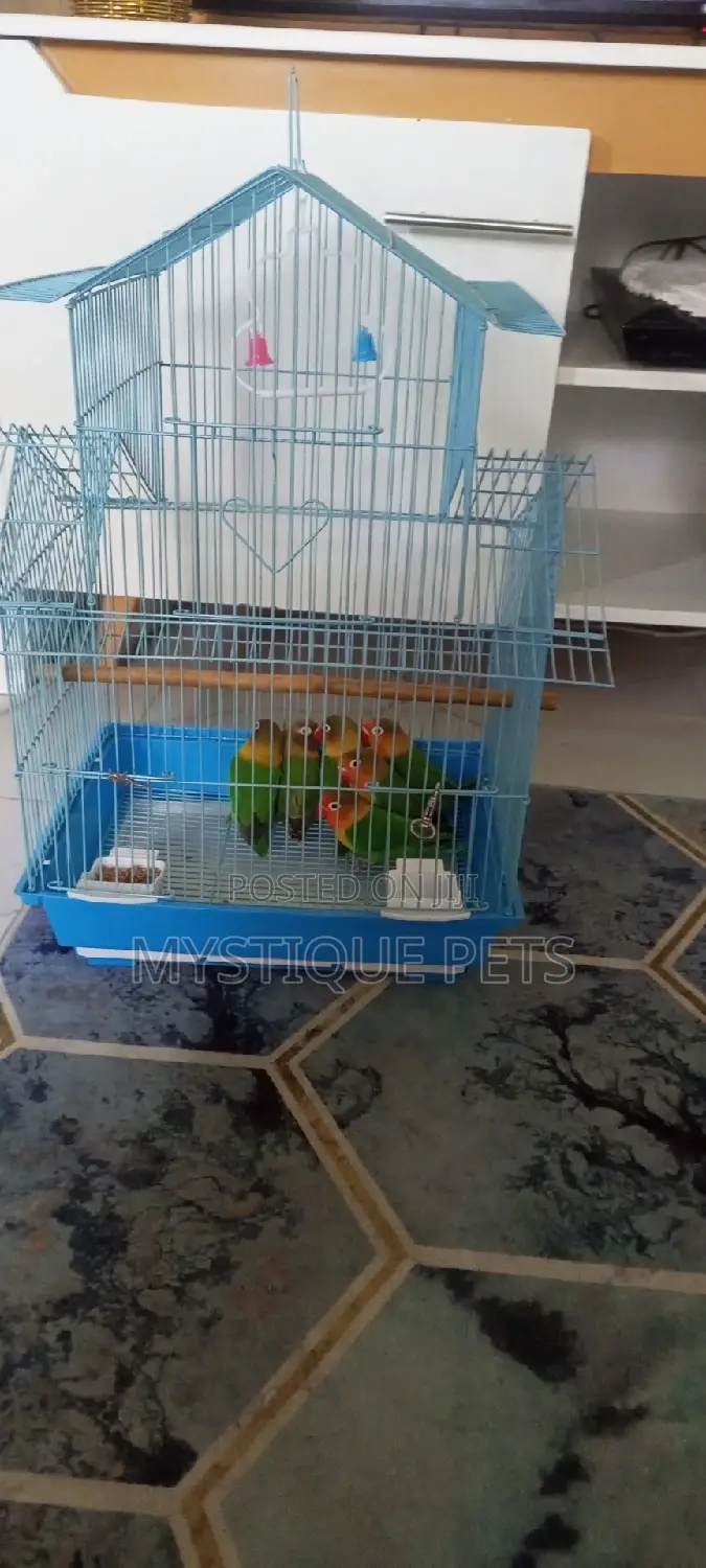 Loving Birds