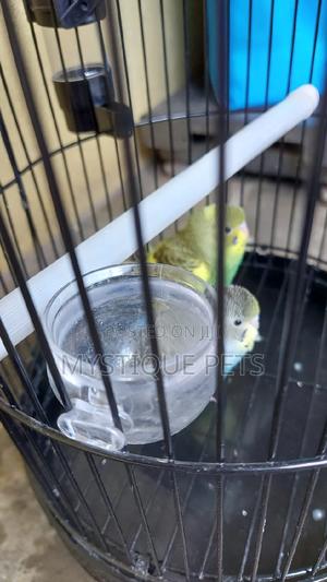 Tamed Budgise - thumbnail 2