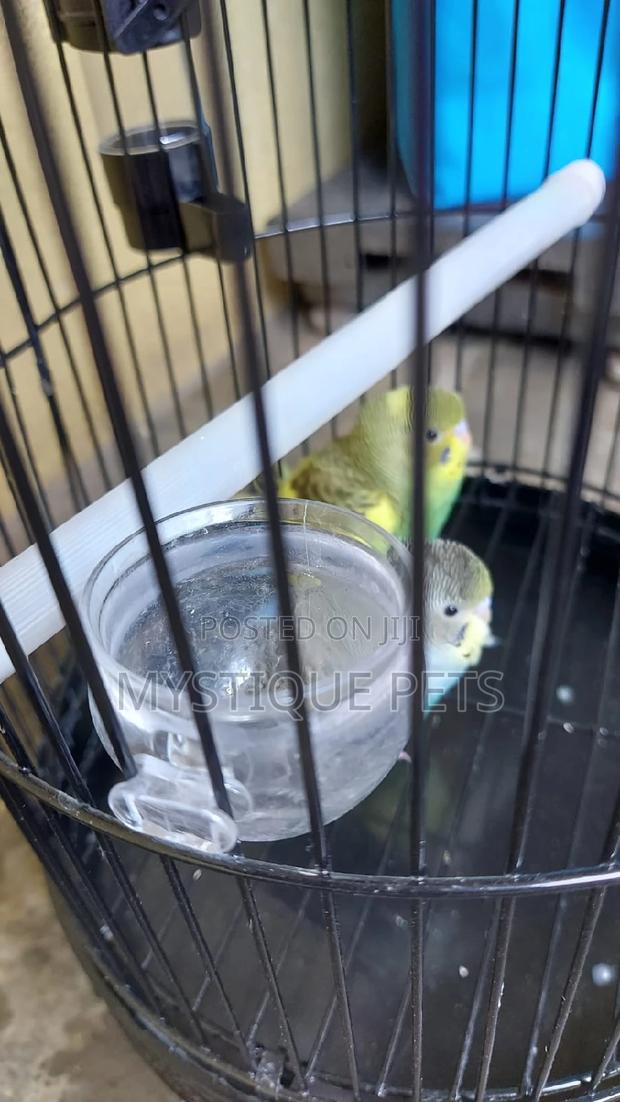 Tamed Budgise - main view