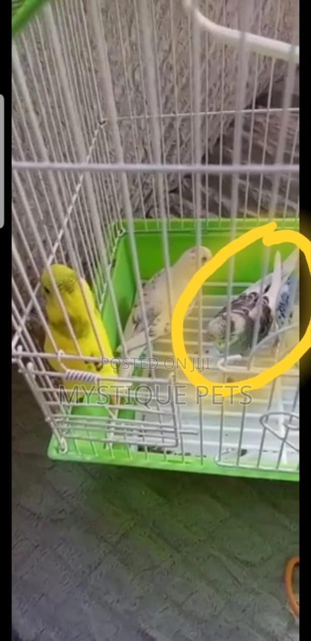 Tamed Budgise - thumbnail 4