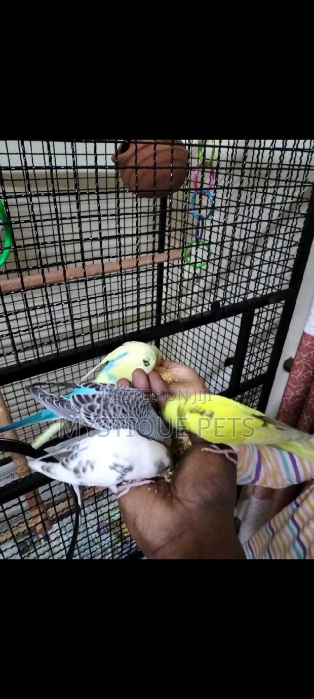 Tamed Budgise - thumbnail 3