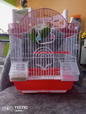 Beautiful Love Birds