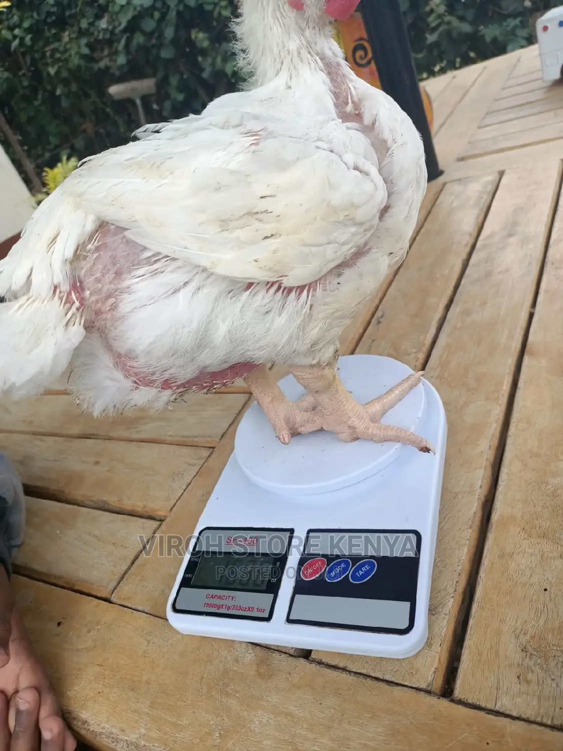 Chicken Weighing Scale / Kitchen Scale / Store Scale