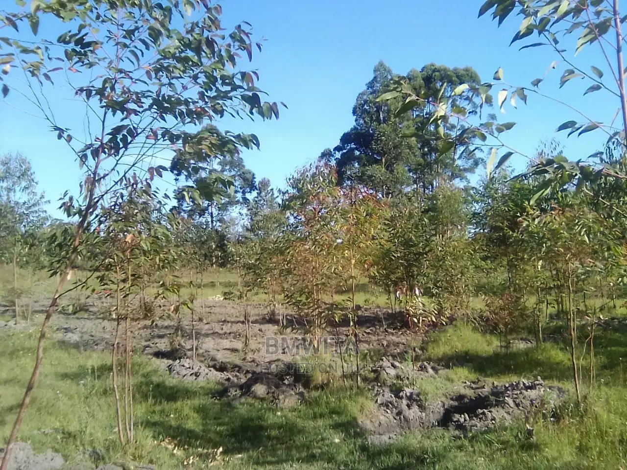5.11 Acres Land for Sale, Kitale Kiminini Area