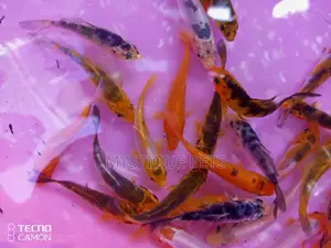 Fish Tanks Kois
