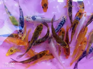 Fish Tanks Kois