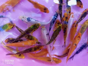 Fish Tanks Kois