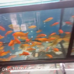 Gold Fish for Aquarium