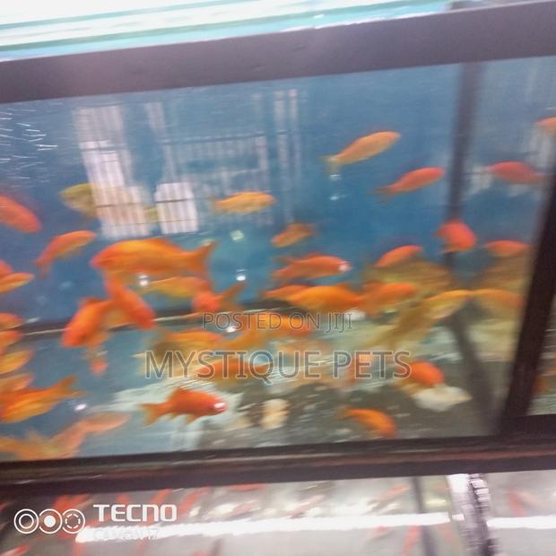 Gold Fish for Aquarium - thumbnail 3
