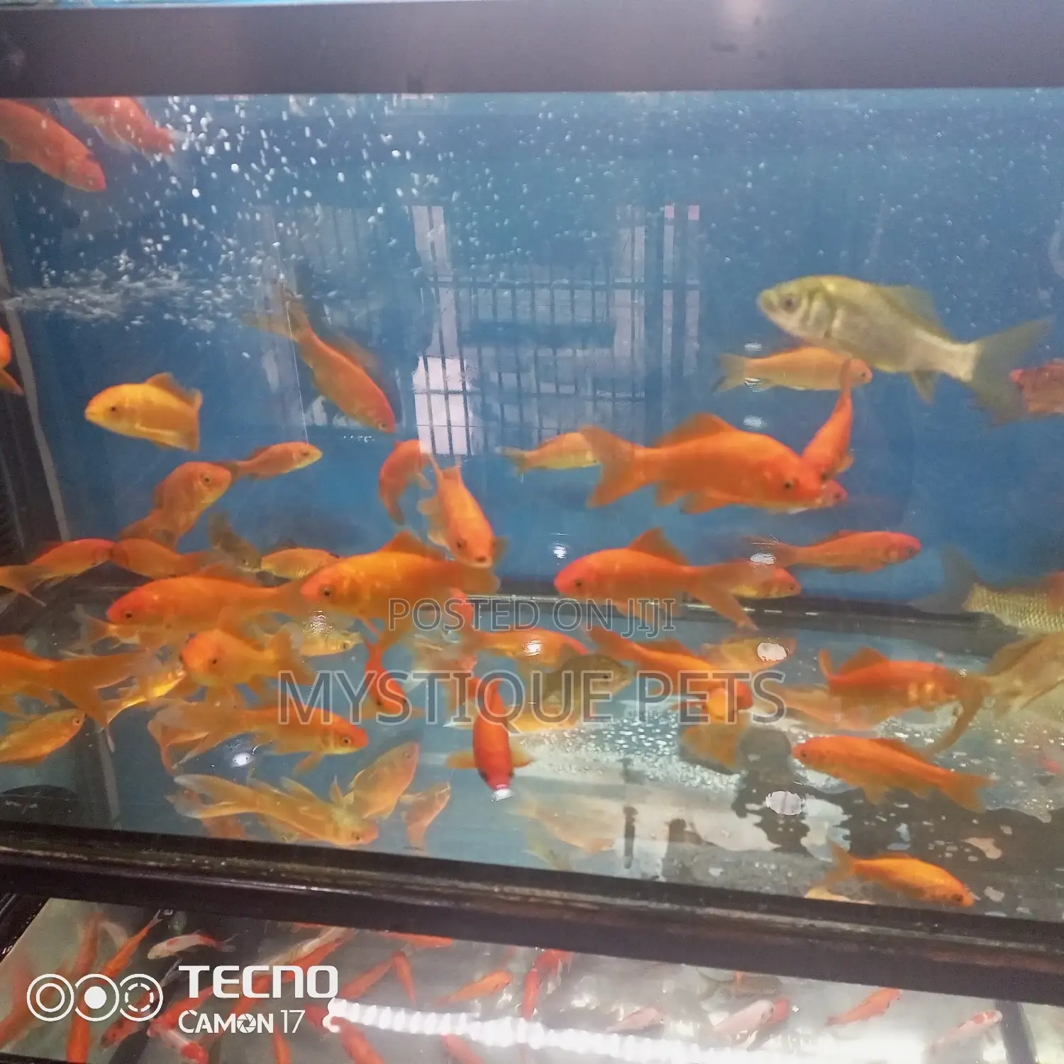 Gold Fish for Aquarium