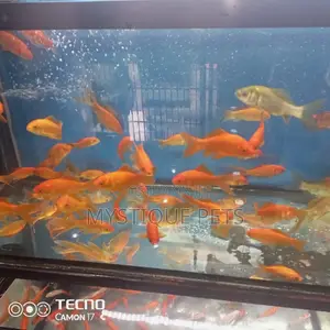 Gold Fish for Aquarium